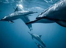 开云APP-沙职：本泽马新月首秀大演帽子戏法